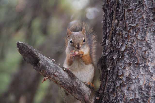 squirrel on Maligne Lake